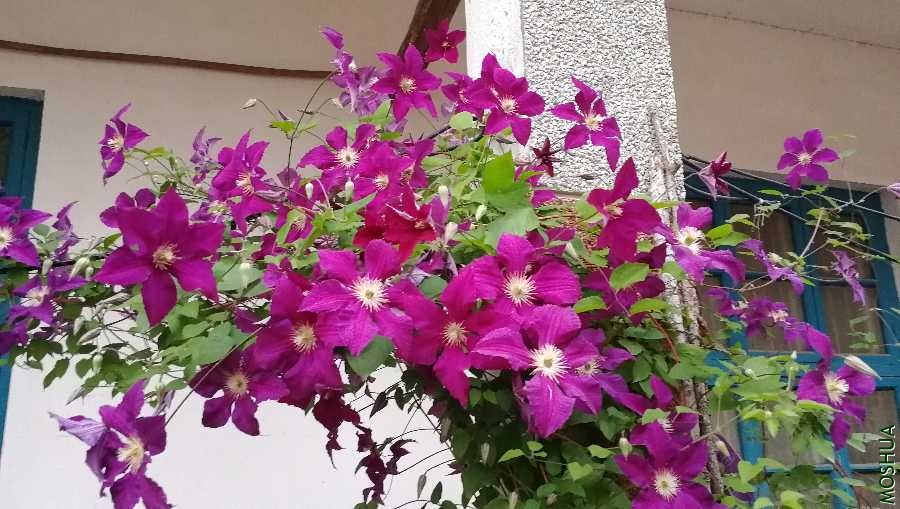 IMG_20200512_190329.jpg