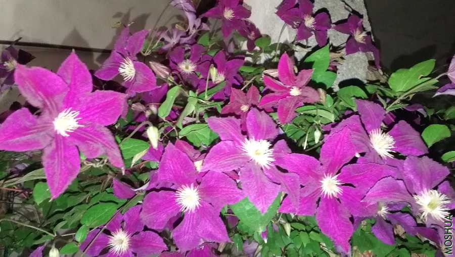 IMG_20200512_195532.jpg