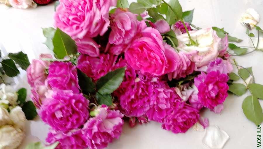 IMG_20200513_090242.jpg