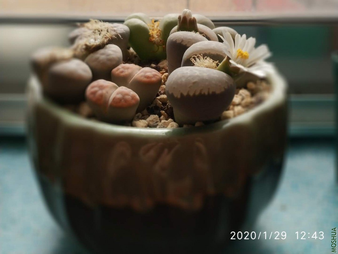 ΢��ͼƬ_20200513125539.jpg