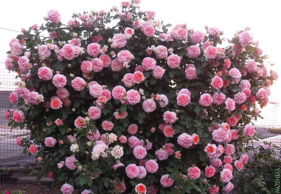 IMG_9114.JPG