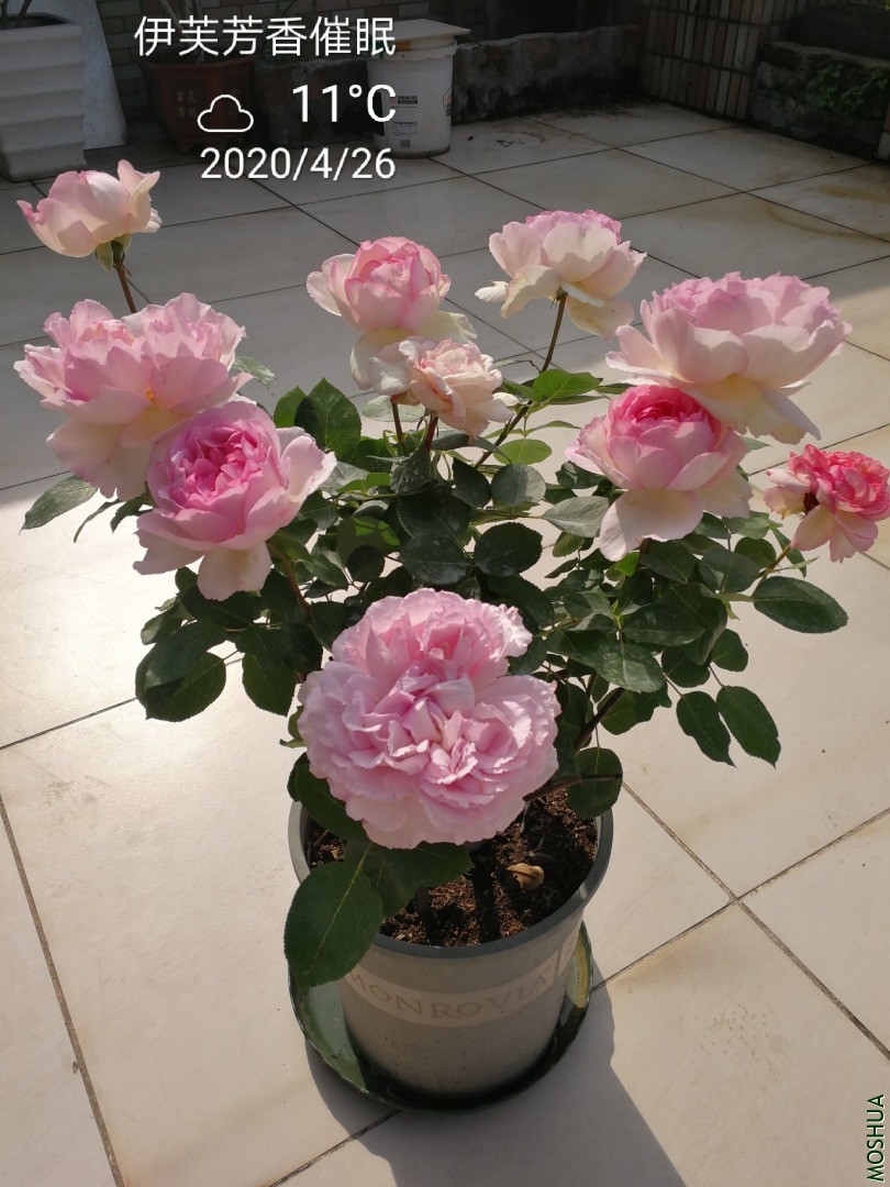 IMG_20200426_083836.jpg