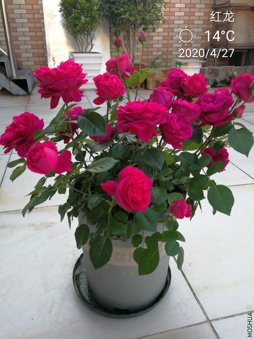 IMG_20200427_071555.jpg