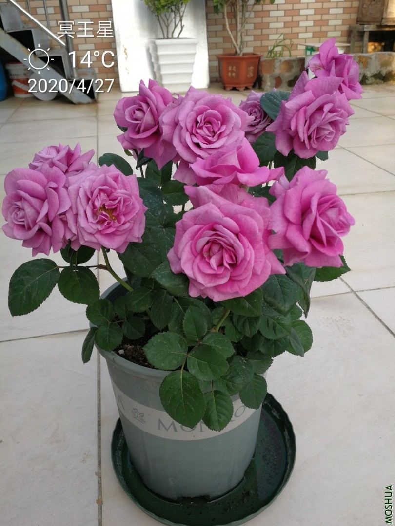 IMG_20200427_071649.jpg