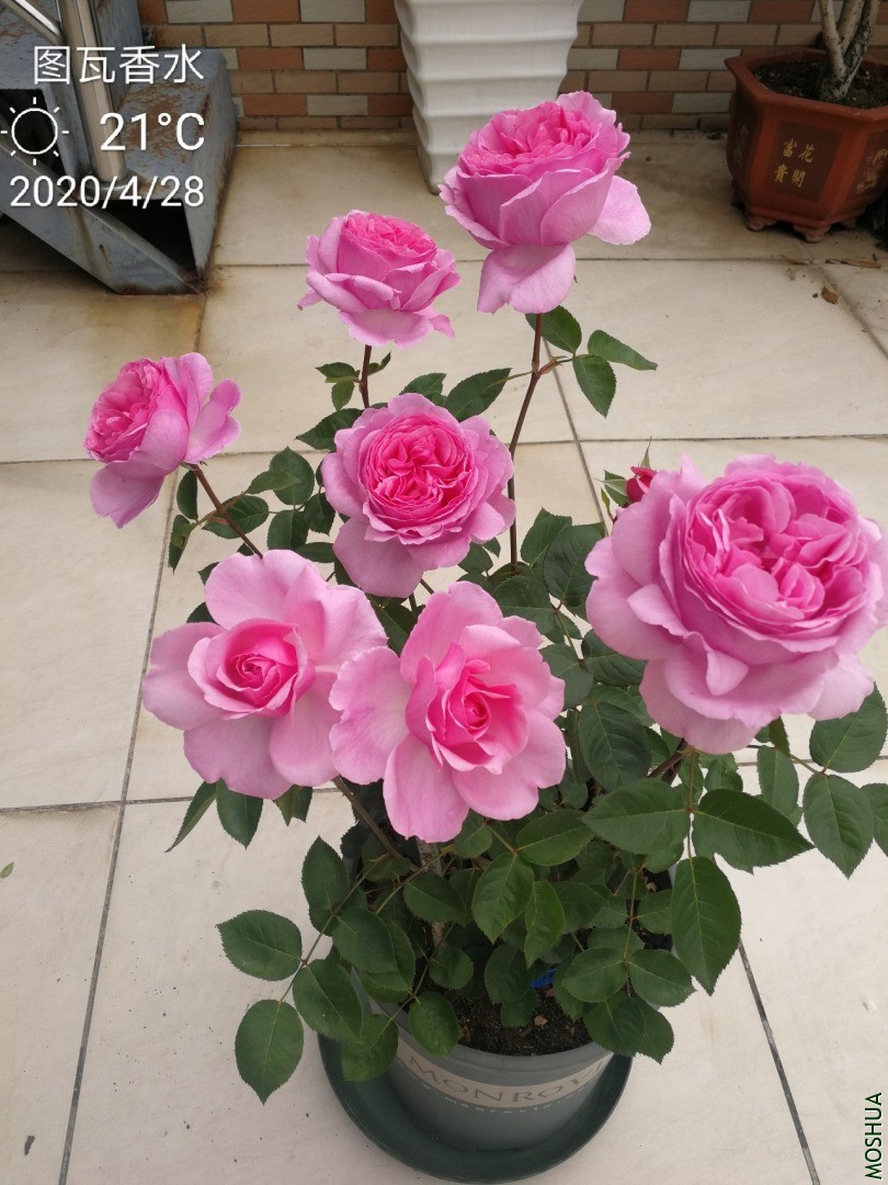 IMG_20200428_143014.jpg