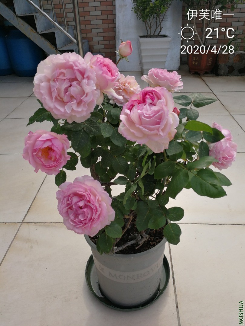 IMG_20200428_143408.jpg