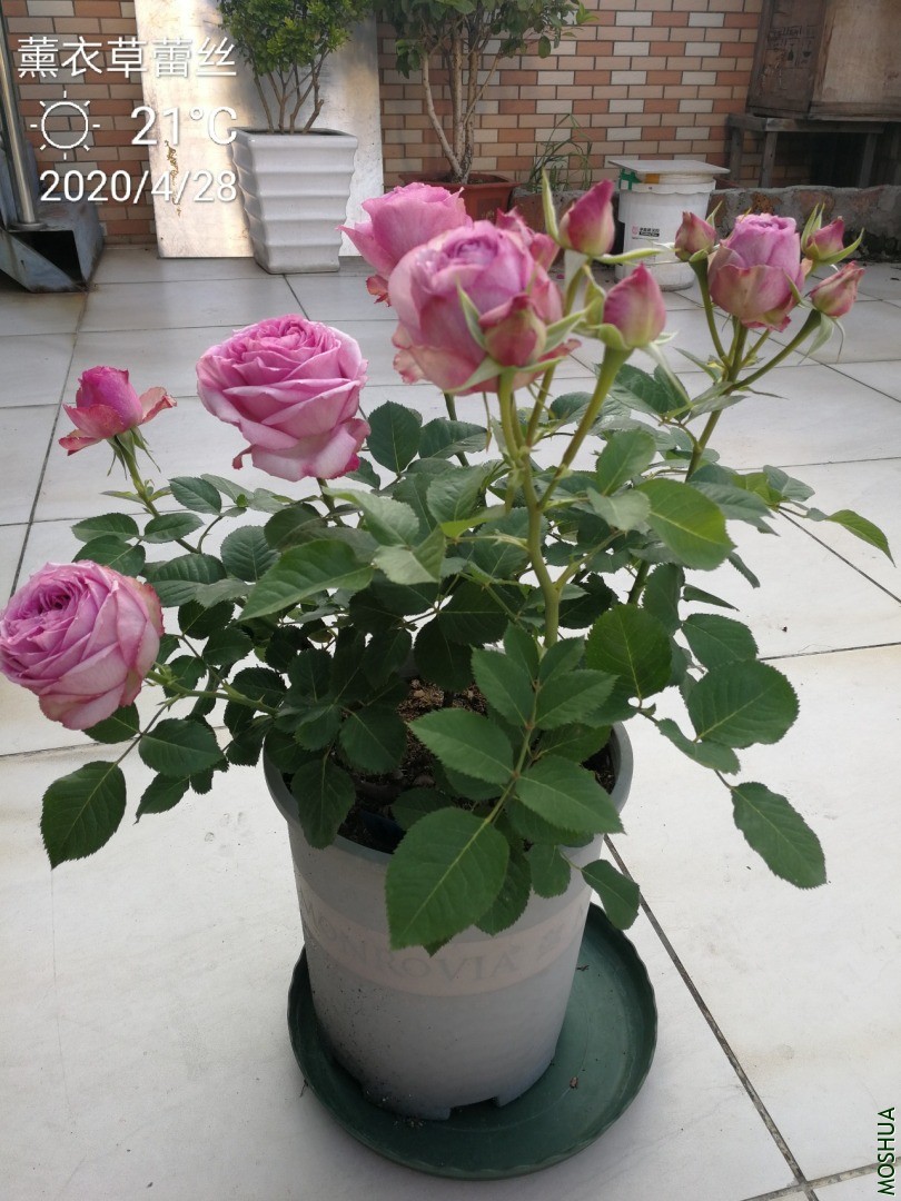 IMG_20200428_144138.jpg