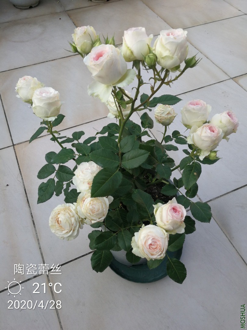 IMG_20200428_144249.jpg