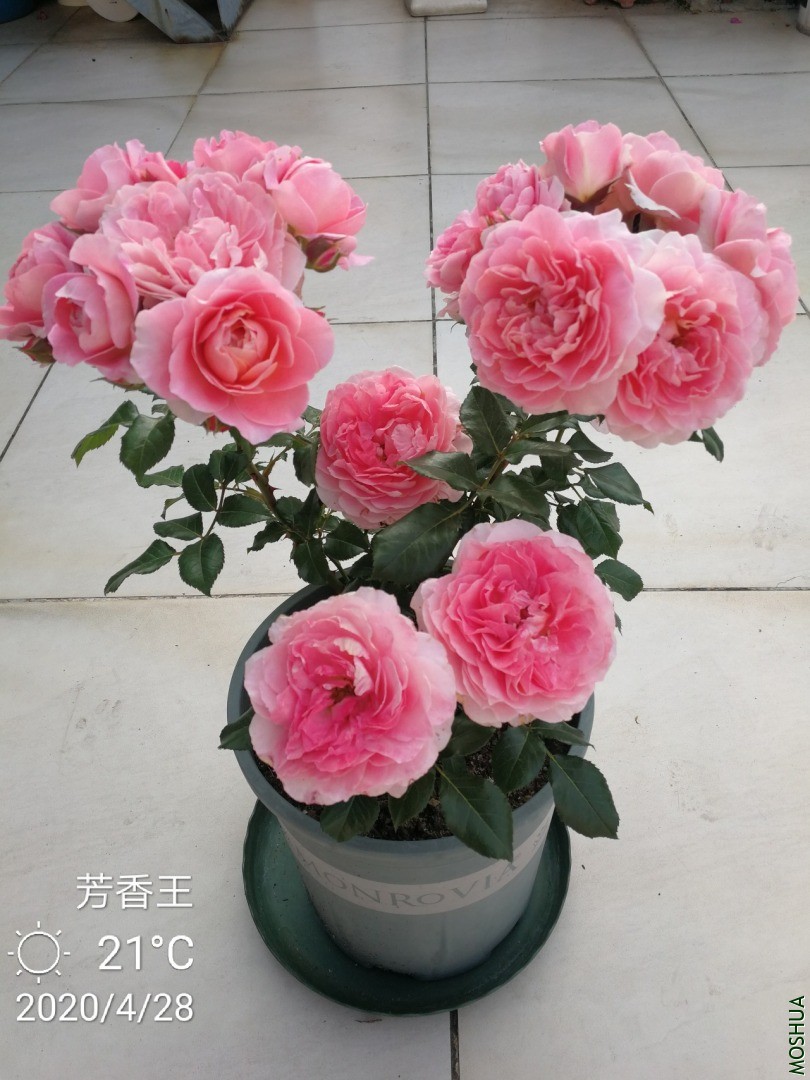 IMG_20200428_144540.jpg