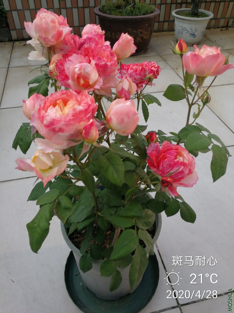IMG_20200428_145103.jpg