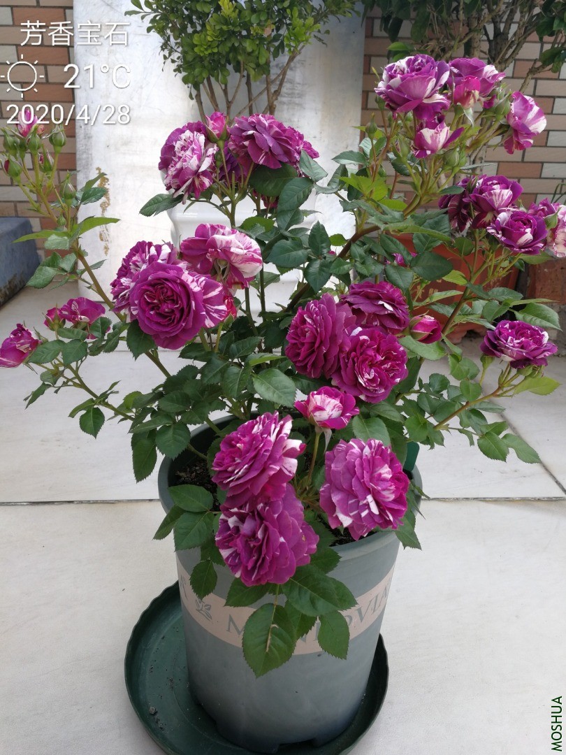 IMG_20200428_145359.jpg