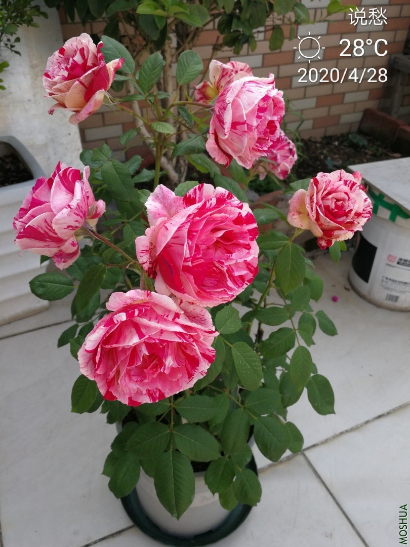 IMG_20200428_183641.jpg