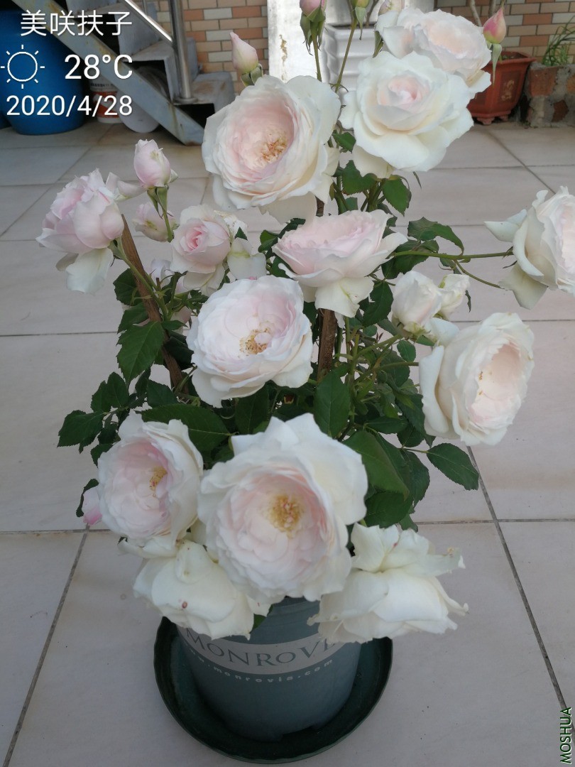 IMG_20200428_184404.jpg