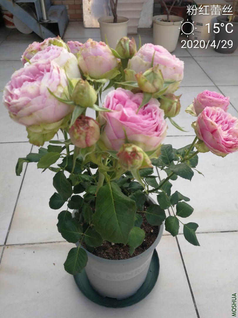 IMG_20200429_135355.jpg