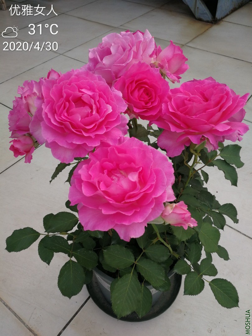 IMG_20200430_065756.jpg