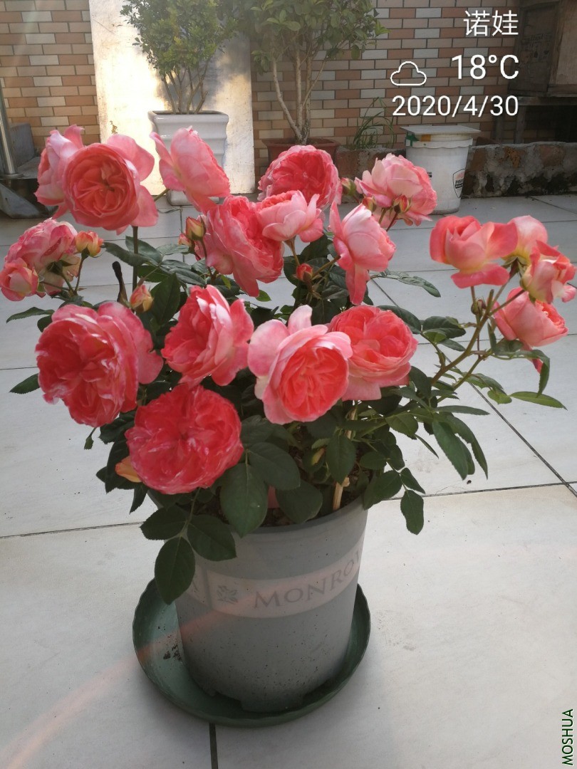 IMG_20200430_162416.jpg
