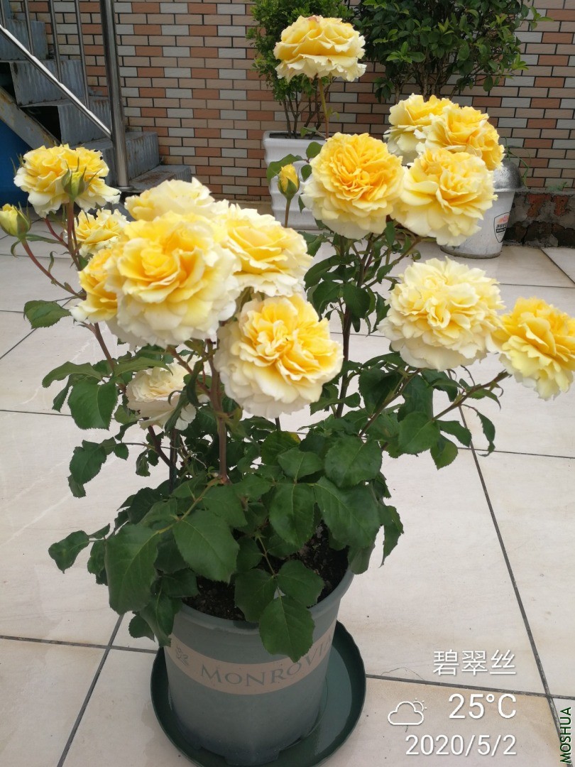 IMG_20200502_160735.jpg