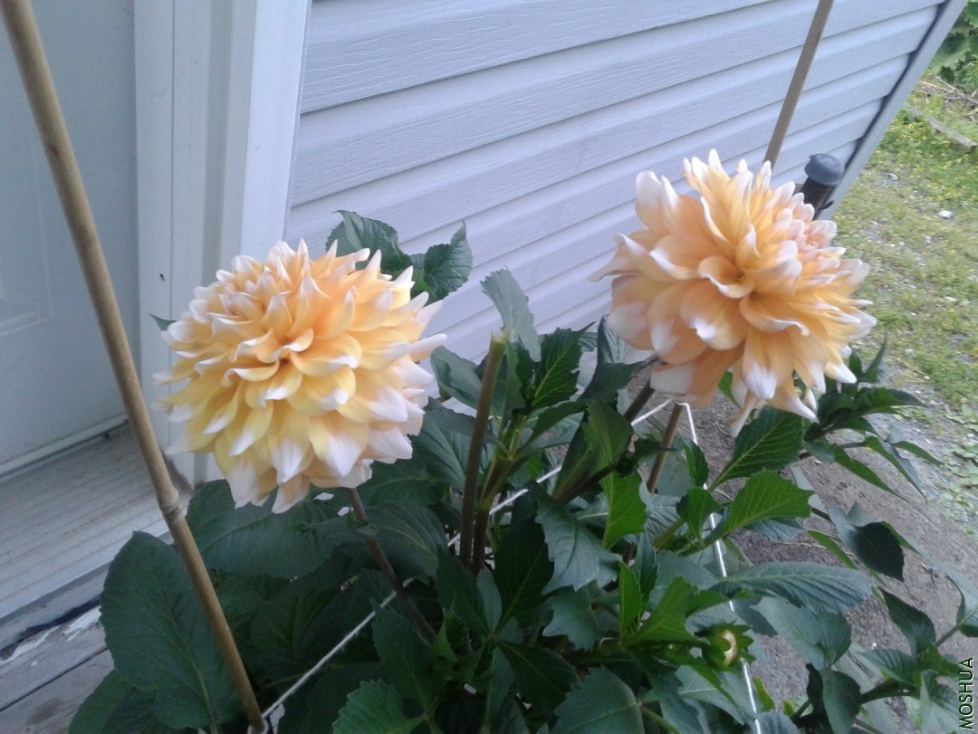 20190716_202741.jpg