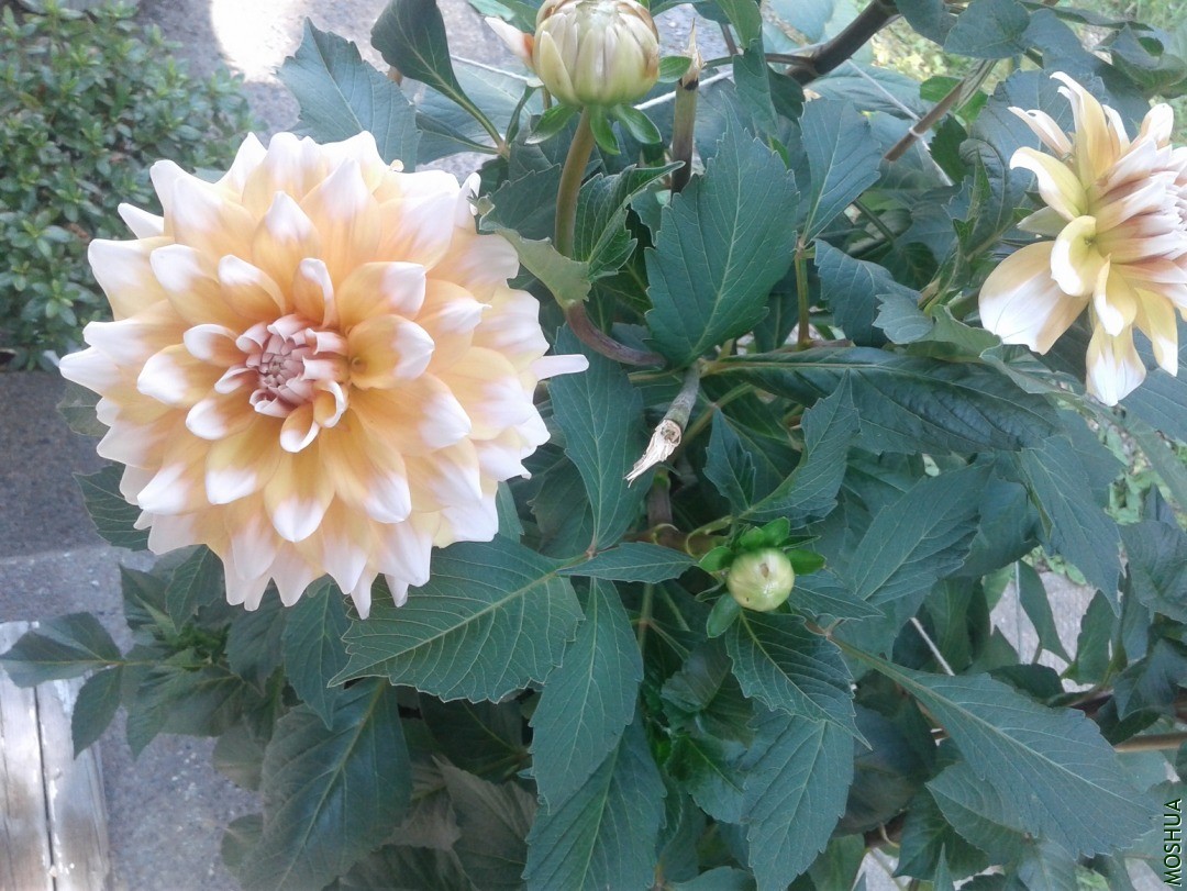 20190731_145445.jpg