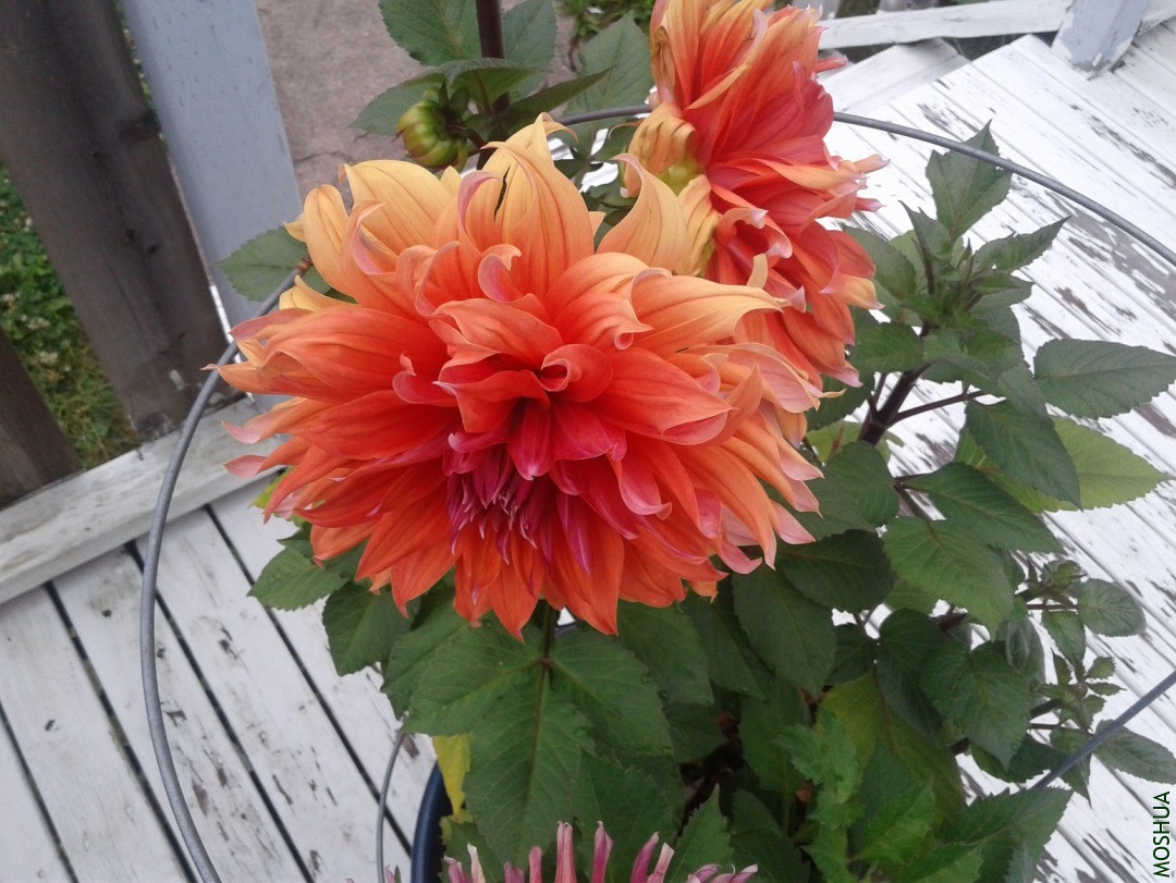 20190724_083518.jpg