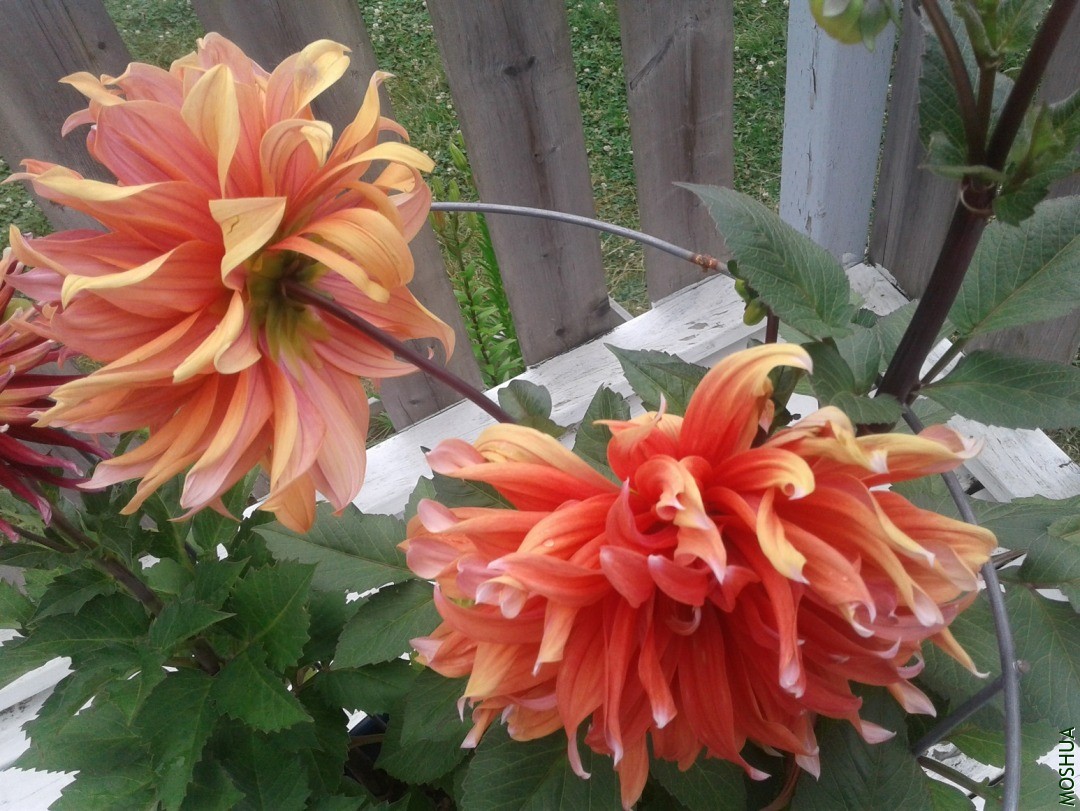 20190724_173954.jpg