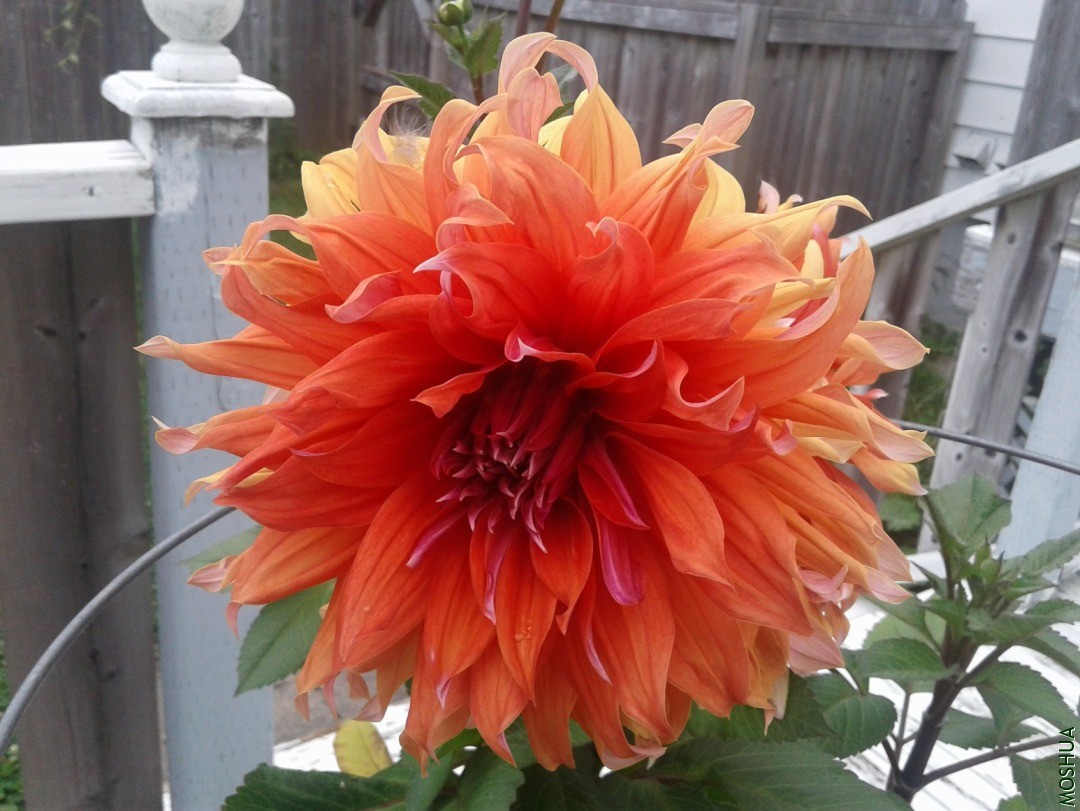 20190724_174040.jpg