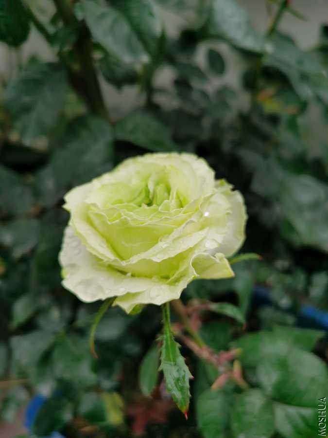 IMG_20200509_065650.jpg