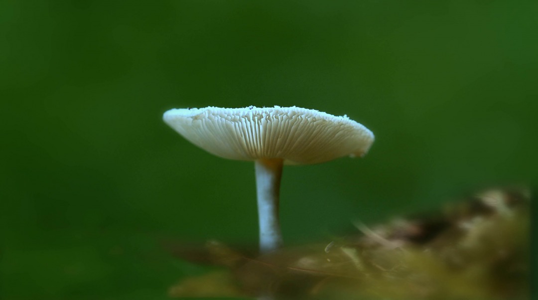 0U1A0595.JPG