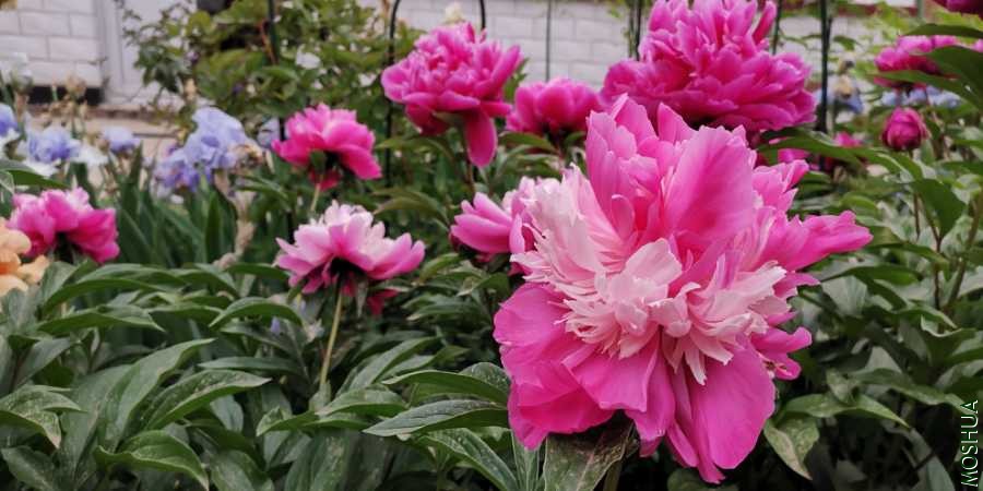 IMG_20200517_173540.jpg