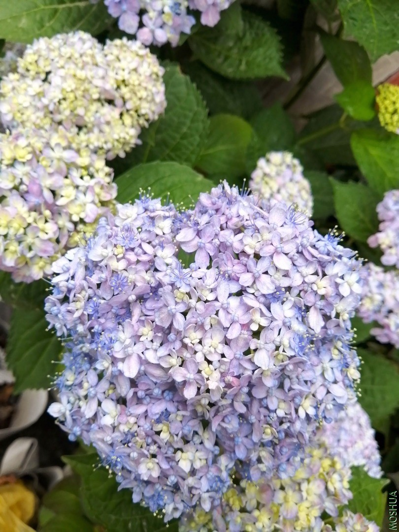IMG_20200518_175024.jpg