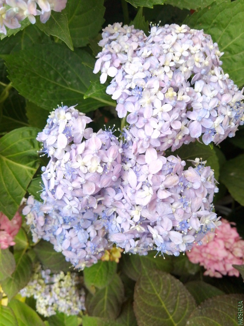 IMG_20200518_175111.jpg