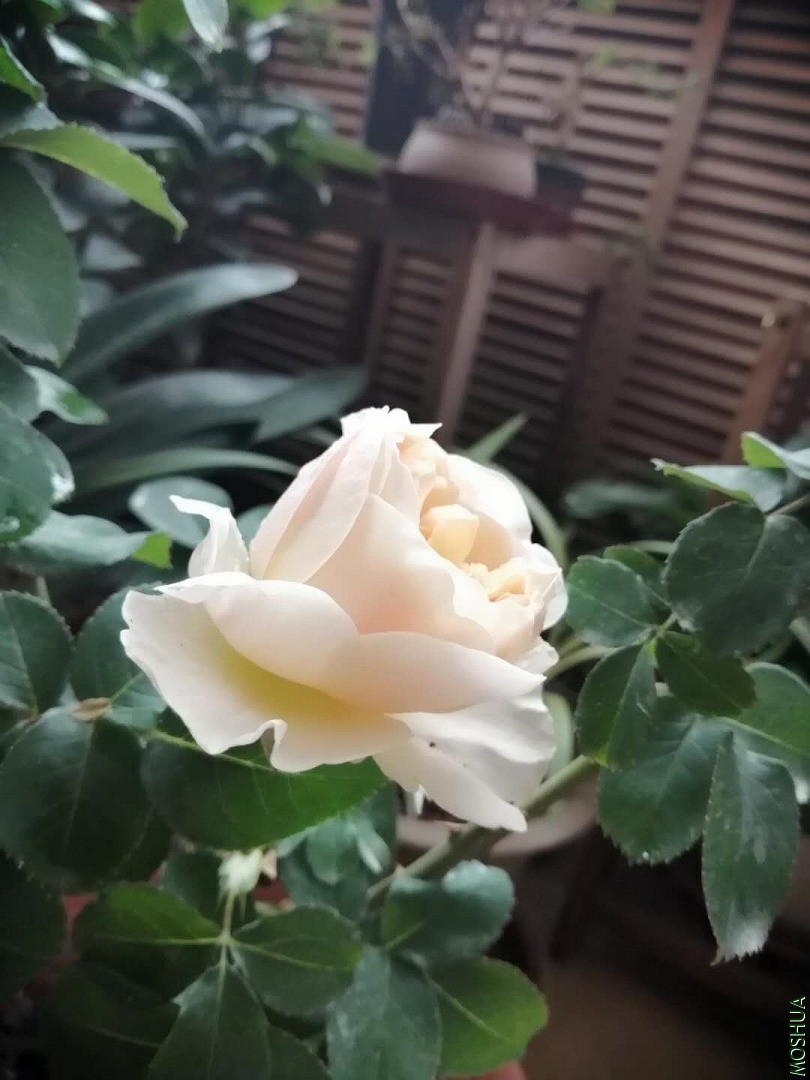 ΢��ͼƬ_202005202039302.jpg