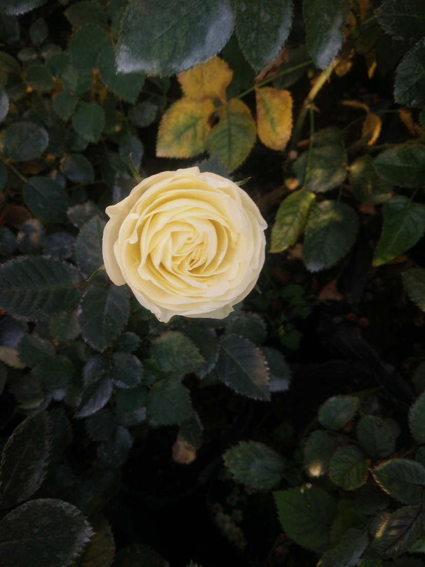 IMG20200328165712.jpg