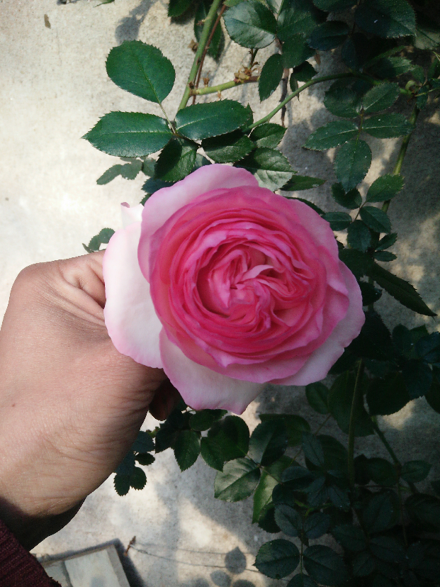 IMG20200412165301.jpg