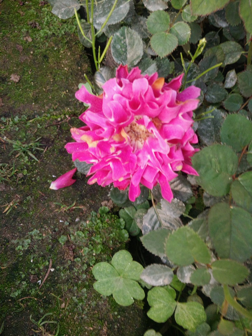 IMG20200320165419.jpg