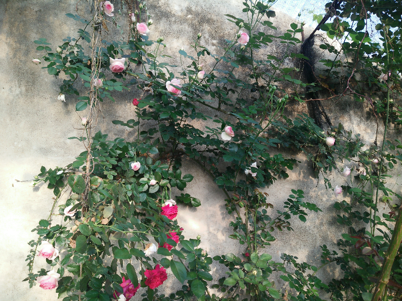IMG20200412165223.jpg