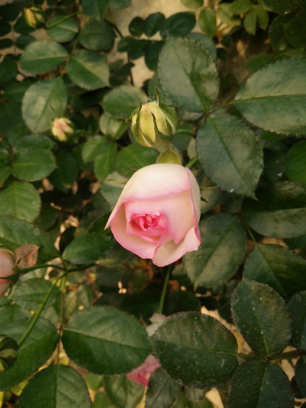 IMG20200412165448.jpg