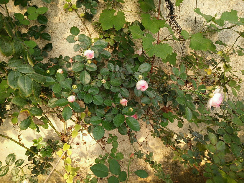 IMG20200412165356.jpg
