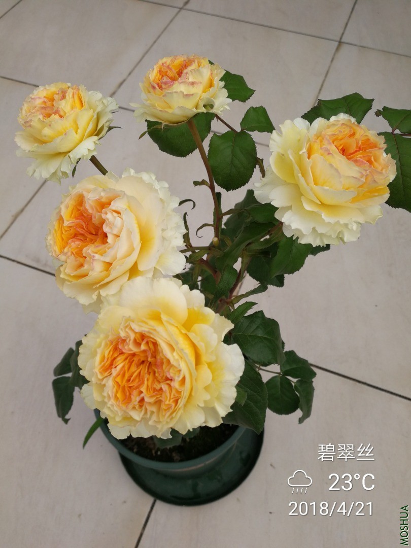 IMG_20180421_073931.jpg