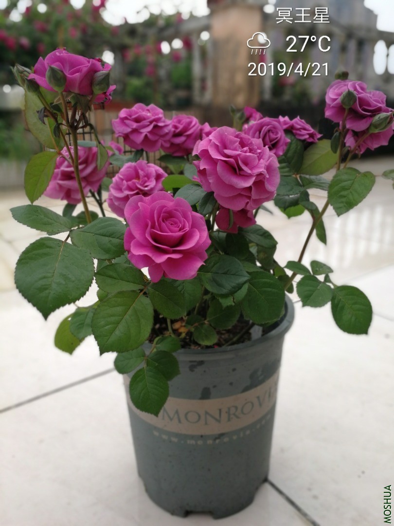 IMG_20190421_114112.jpg