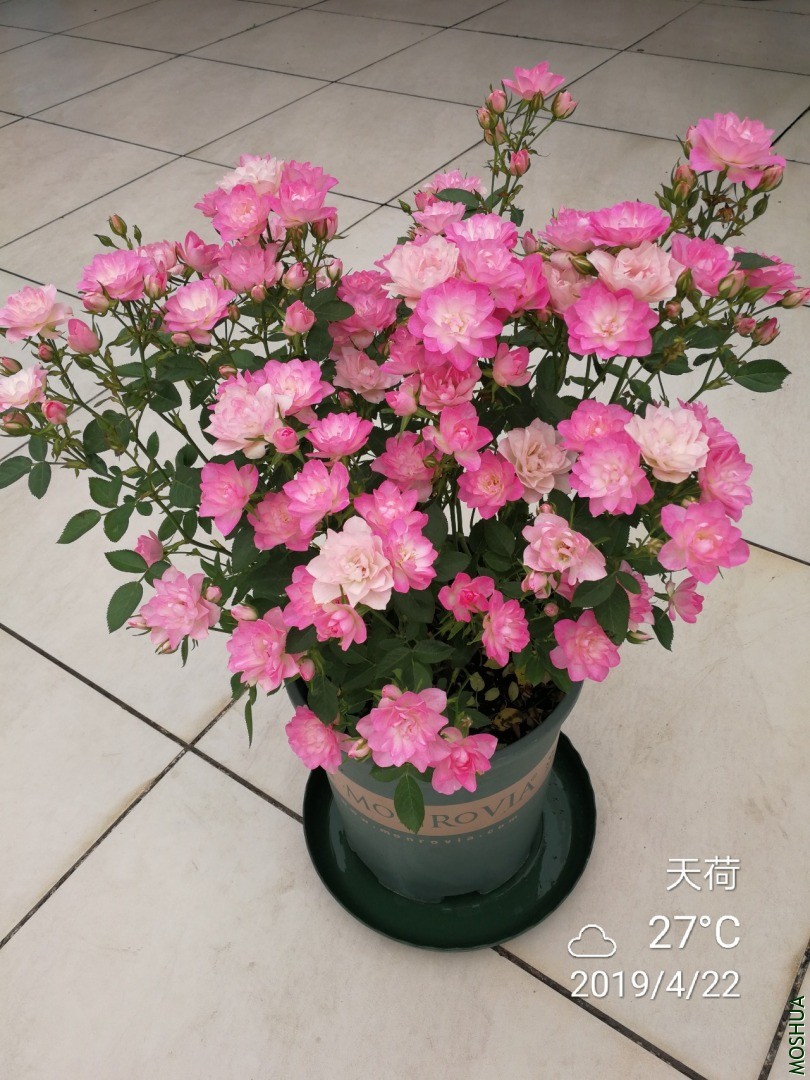 IMG_20190422_133834.jpg
