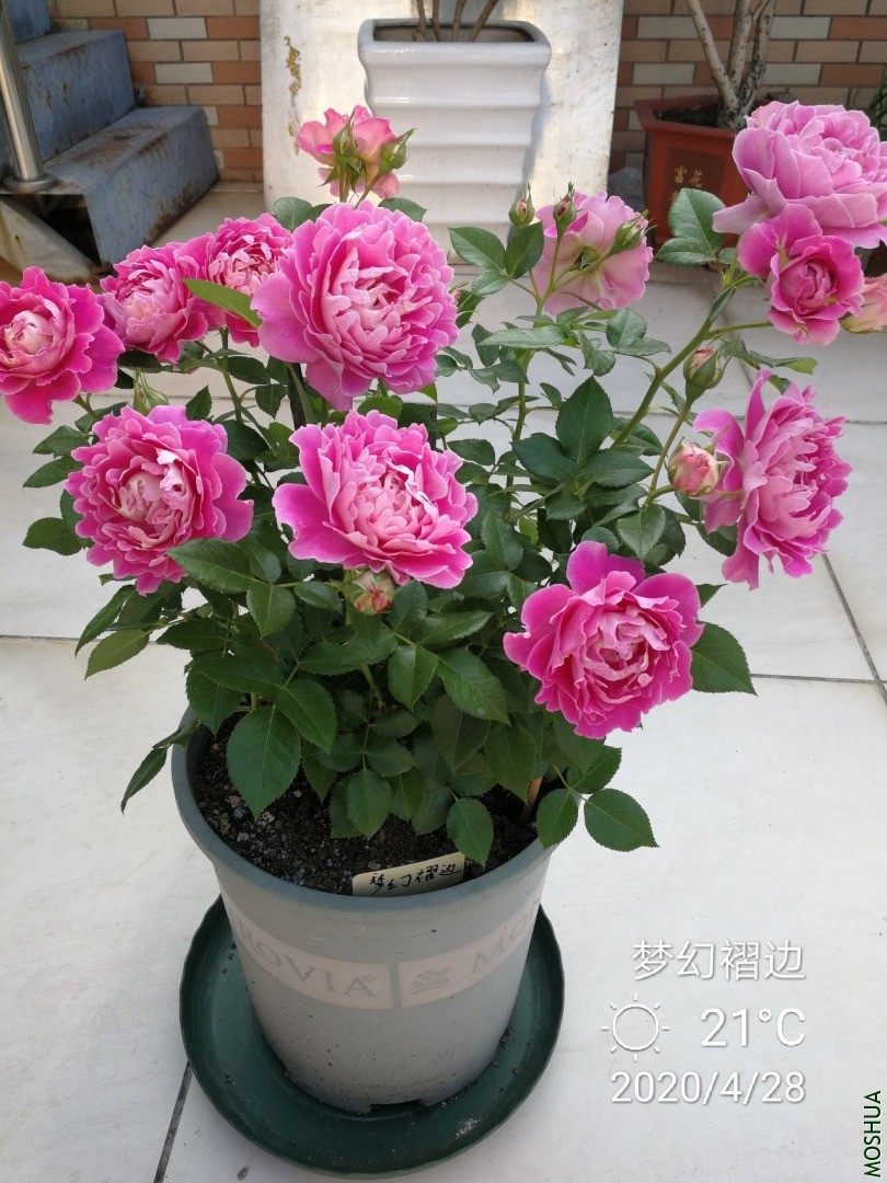 IMG_20200428_145258.jpg