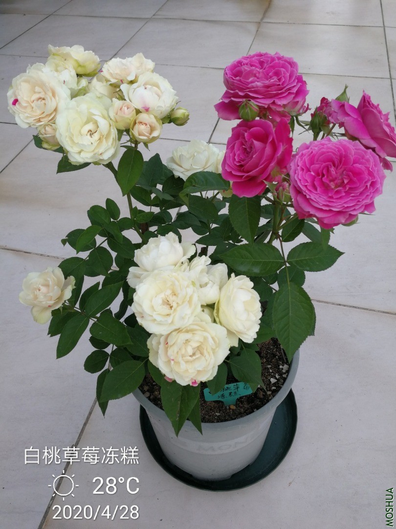 IMG_20200428_184613.jpg