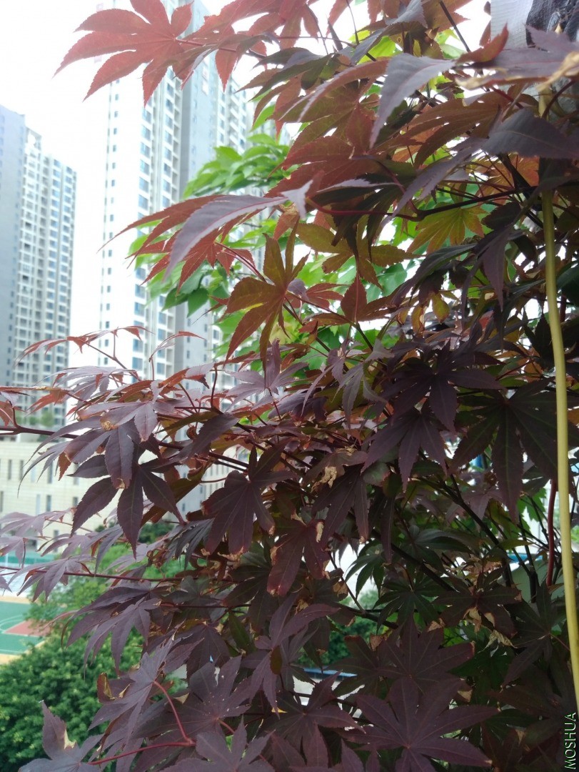 IMG_20200525_121608.jpg