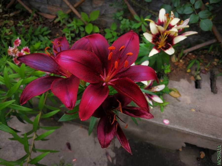 mmexport1590465687806.jpg