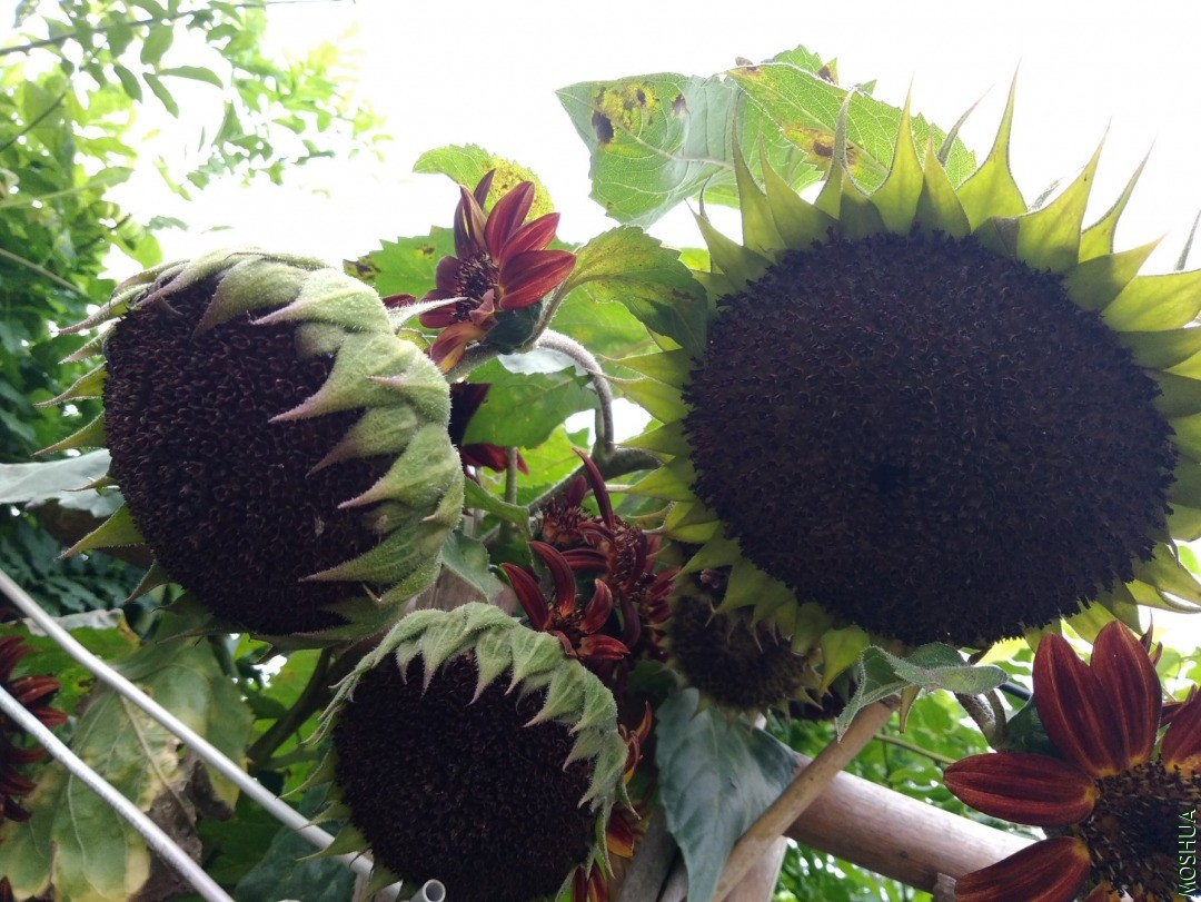 IMG_20200526_132317.jpg