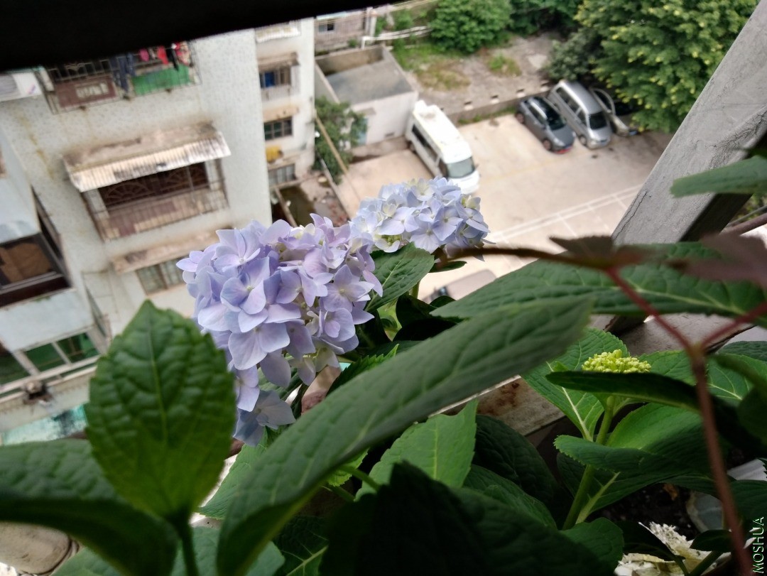 IMG_20200526_132937.jpg