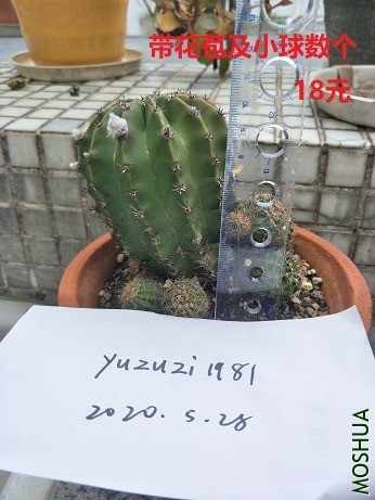 �ʲ�