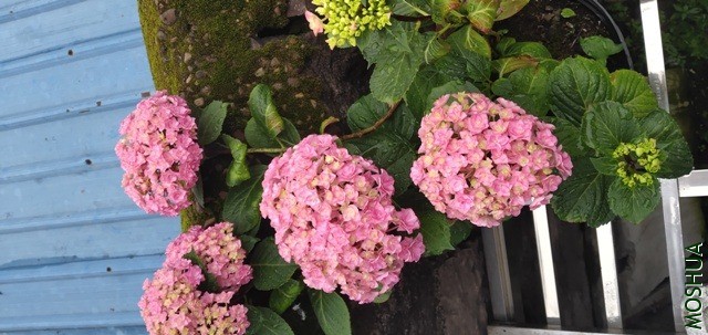 IMG_20200508_065419.jpg