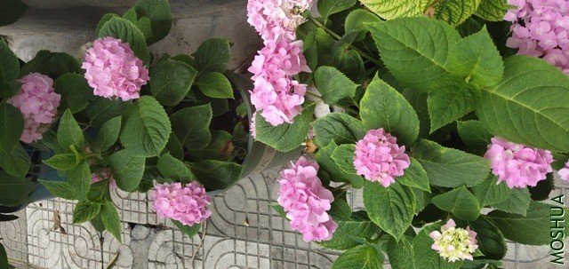 IMG_20200518_075145.jpg